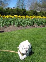 Highlight for Album: 2007-05-06 - Tulip Festival