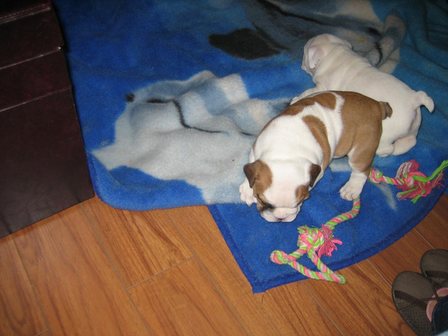 IMG_0031.jpg