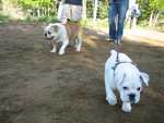 penny and little t