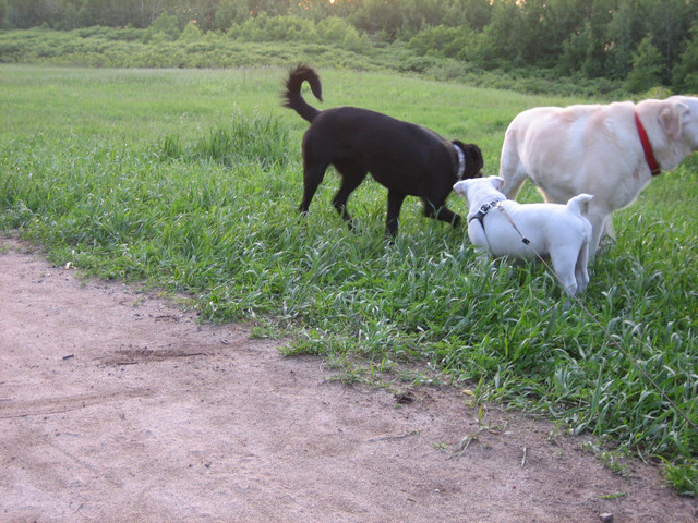 Atticus, Penny & Charlie