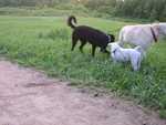 Atticus, Penny & Charlie