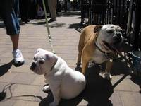 Highlight for Album: 2007-06-09 - Woofstock (Toronto)