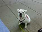 new_harness-01.jpg