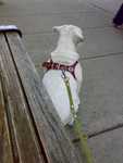new_harness-02.jpg