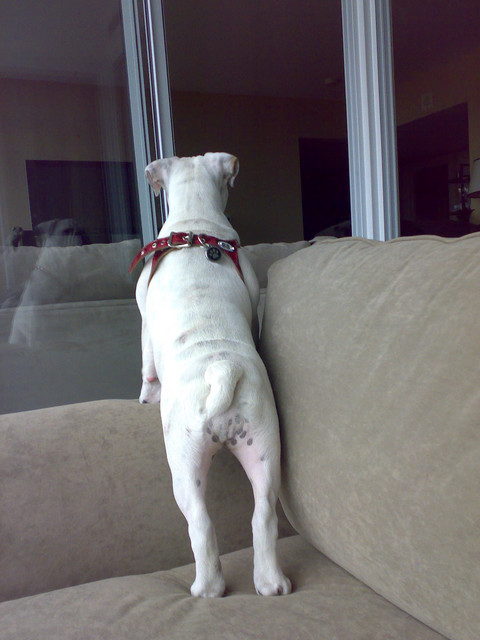 new_harness-03.jpg