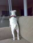new_harness-03.jpg