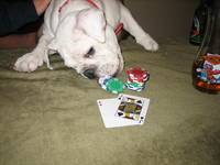 Highlight for Album: 2007-07-27 - Penny Playing Poker