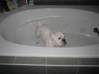 Highlight for Album: 2007-08-19 - Penny gets a bath