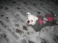 Highlight for Album: 2007-11-22 - Penny's First Snow Day
