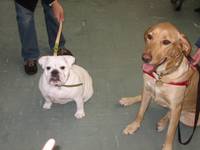 Highlight for Album: 2007-12-01 - Penny and Bella