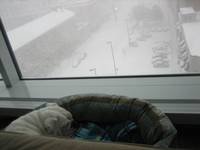 Highlight for Album: 2007-12-16 - Snow Day