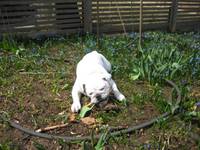 Highlight for Album: 2008-04-20 - Playing in the Garden