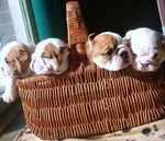 penny (far right) and her brothers 