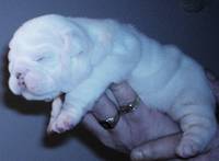 Highlight for Album: Pics from the breeder