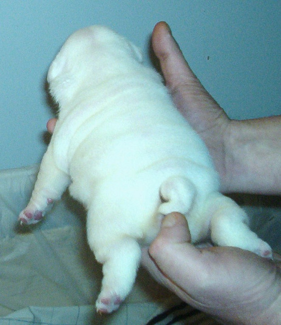 penny-rear.jpg