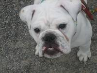 Highlight for Album: Ottawa Humane Society Wiggle Waggle Walkathon - September 9, 2007 